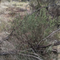 Eremophila glabra at Rankins Springs, NSW - 8 Sep 2023