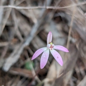 Caladenia fuscata at Boorga, NSW - suppressed