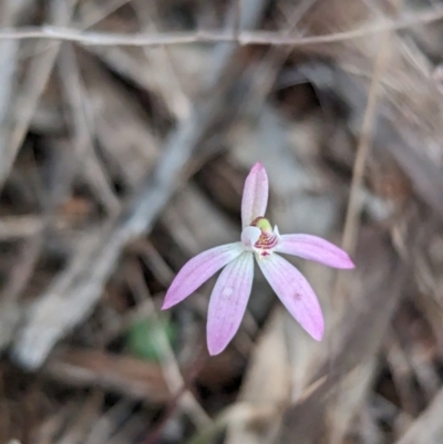 Caladenia fuscata (Dusky Fingers) at Pulletop Nature Reserve - 8 Sep 2023 by Darcy