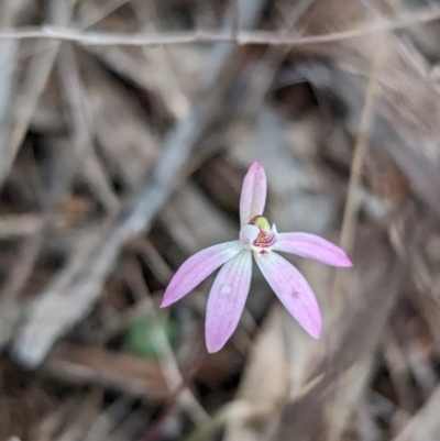 Caladenia fuscata (Dusky Fingers) at Boorga, NSW - 8 Sep 2023 by Darcy