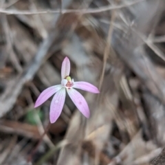 Caladenia fuscata at Boorga, NSW - suppressed