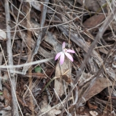 Caladenia fuscata at Boorga, NSW - 8 Sep 2023