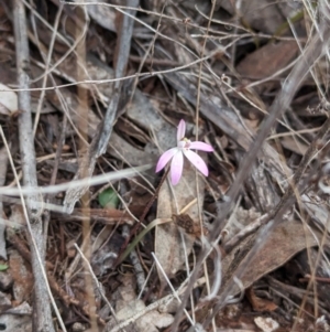 Caladenia fuscata at Boorga, NSW - 8 Sep 2023