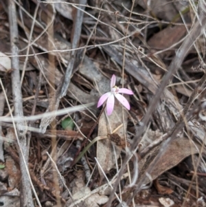 Caladenia fuscata at Boorga, NSW - suppressed