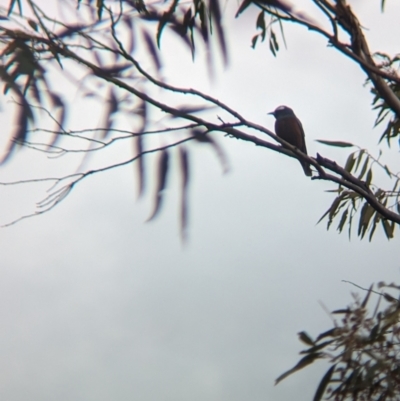 Artamus superciliosus (White-browed Woodswallow) at Pulletop Nature Reserve - 8 Sep 2023 by Darcy