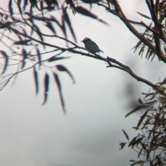 Artamus superciliosus at Boorga, NSW - 8 Sep 2023 03:40 PM