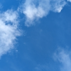 Artamus superciliosus at Boorga, NSW - 8 Sep 2023 03:40 PM