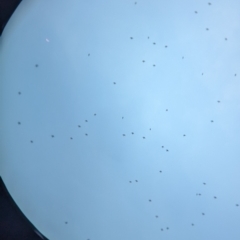 Artamus superciliosus at Boorga, NSW - 8 Sep 2023 03:40 PM