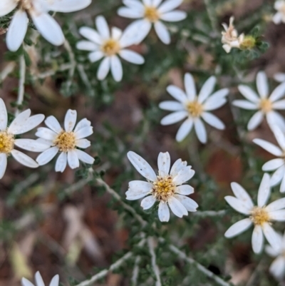 Olearia pimeleoides at Pulletop Nature Reserve - 8 Sep 2023 by Darcy