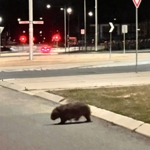 Vombatus ursinus at Wright, ACT - 12 Sep 2023 06:46 PM