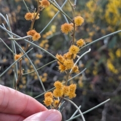 Acacia rigens (Needle Wattle) at Pulletop Nature Reserve - 8 Sep 2023 by Darcy