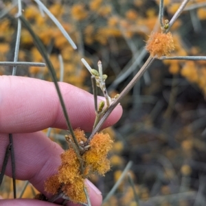 Acacia rigens at Boorga, NSW - 8 Sep 2023 03:53 PM