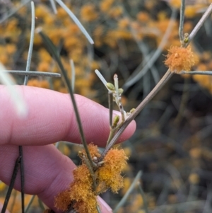 Acacia rigens at Boorga, NSW - 8 Sep 2023 03:53 PM