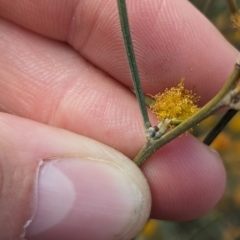 Acacia rigens at Boorga, NSW - 8 Sep 2023