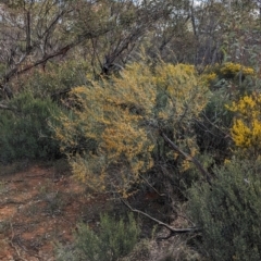 Acacia rigens at Boorga, NSW - 8 Sep 2023