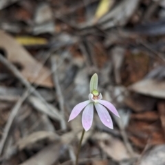 Caladenia fuscata (Dusky Fingers) at Pulletop Nature Reserve - 8 Sep 2023 by Darcy