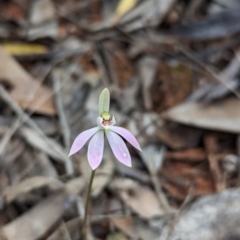 Caladenia fuscata at Boorga, NSW - 8 Sep 2023