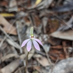 Caladenia fuscata at Boorga, NSW - suppressed