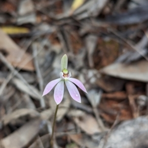Caladenia fuscata at Boorga, NSW - 8 Sep 2023