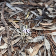 Caladenia fuscata at Boorga, NSW - suppressed