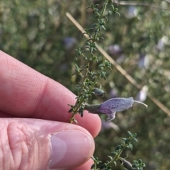 Prostanthera serpyllifolia subsp. microphylla (Small-leaved Mint-bush) at Rankins Springs, NSW - 8 Sep 2023 by Darcy