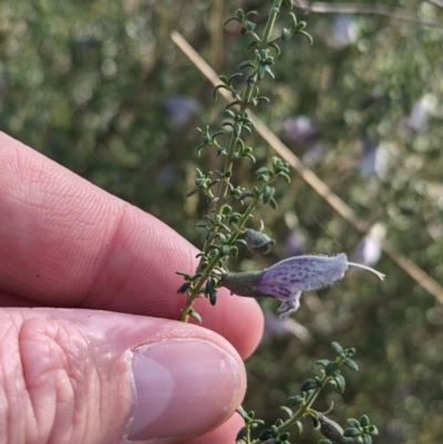 Prostanthera serpyllifolia subsp. microphylla (Small-leaved Mint-bush) at Rankins Springs, NSW - 8 Sep 2023 by Darcy