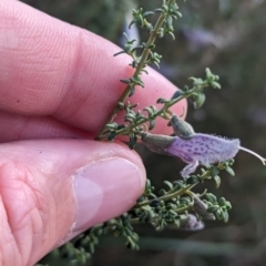 Prostanthera serpyllifolia subsp. microphylla at suppressed - suppressed