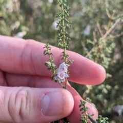 Prostanthera serpyllifolia subsp. microphylla at suppressed - 8 Sep 2023