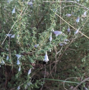 Prostanthera serpyllifolia subsp. microphylla at suppressed - 8 Sep 2023