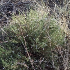 Prostanthera serpyllifolia subsp. microphylla at suppressed - suppressed