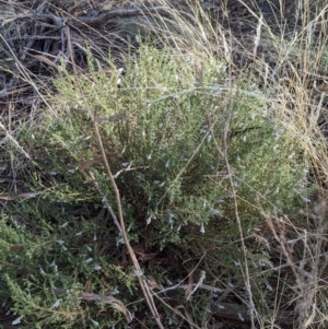 Prostanthera serpyllifolia subsp. microphylla at suppressed - 8 Sep 2023