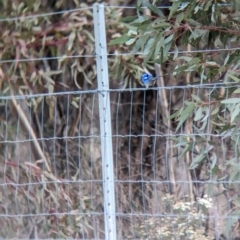 Malurus splendens (Splendid Fairywren) at Rankins Springs, NSW - 8 Sep 2023 by Darcy