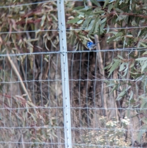 Malurus splendens at Rankins Springs, NSW - 8 Sep 2023