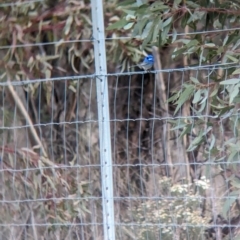 Malurus splendens at Rankins Springs, NSW - 8 Sep 2023