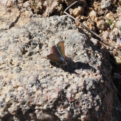 Paralucia crosbyi (Violet Copper Butterfly) by RAllen