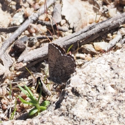 Paralucia spinifera (Bathurst or Purple Copper Butterfly) at Booth, ACT - 7 Sep 2023 by RAllen