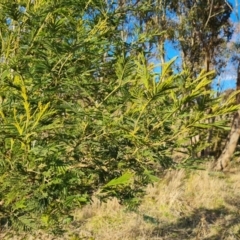 Acacia mearnsii (Black Wattle) at Jerrabomberra, ACT - 12 Sep 2023 by Mike