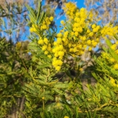 Acacia decurrens (Green Wattle) at Isaacs Ridge and Nearby - 12 Sep 2023 by Mike