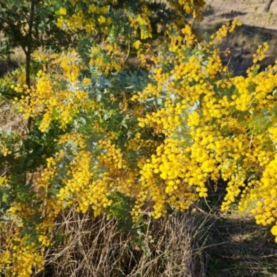 Acacia baileyana (Cootamundra Wattle, Golden Mimosa) at Isaacs Ridge and Nearby - 12 Sep 2023 by Mike