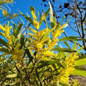 Acacia longifolia subsp. longifolia at Jerrabomberra, ACT - 12 Sep 2023