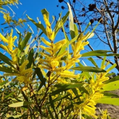 Acacia longifolia subsp. longifolia (sallow or Sydney golden wattle) at Jerrabomberra, ACT - 12 Sep 2023 by Mike