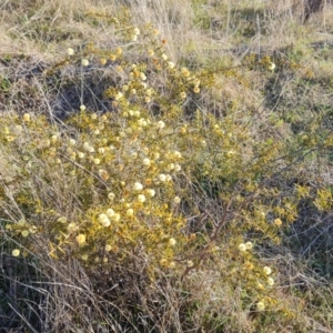 Acacia ulicifolia at Isaacs, ACT - 12 Sep 2023