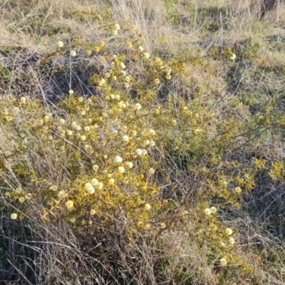 Acacia ulicifolia (Prickly Moses) at Isaacs Ridge and Nearby - 12 Sep 2023 by Mike