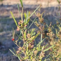 Dodonaea viscosa subsp. angustissima (Hop Bush) at Isaacs Ridge and Nearby - 14 Sep 2023 by Mike