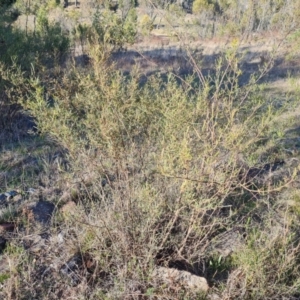 Dodonaea viscosa subsp. angustissima at Jerrabomberra, ACT - 14 Sep 2023