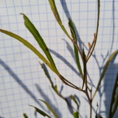 Dodonaea viscosa subsp. angustissima at Jerrabomberra, ACT - 14 Sep 2023