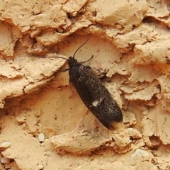 Leistomorpha brontoscopa (A concealer moth) at Wanniassa, ACT - 12 Sep 2023 by JohnBundock