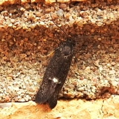Leistomorpha brontoscopa at Wanniassa, ACT - 12 Sep 2023