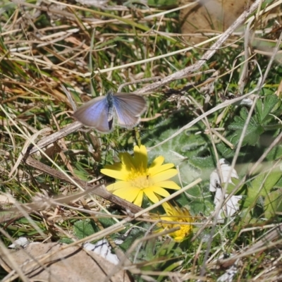 Zizina otis (Common Grass-Blue) at Booth, ACT - 7 Sep 2023 by RAllen