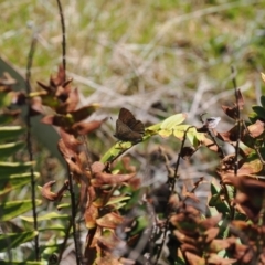 Paralucia spinifera at suppressed - 7 Sep 2023